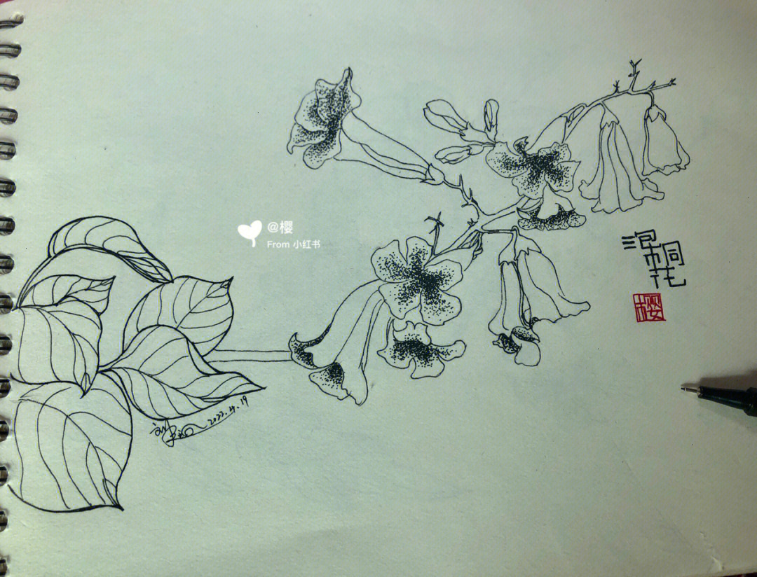 泡桐花花程式图片