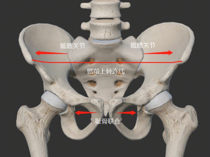 骨盆的重要标志图片
