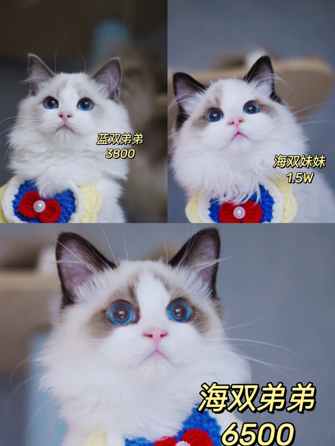 布偶猫眼色素卡图片