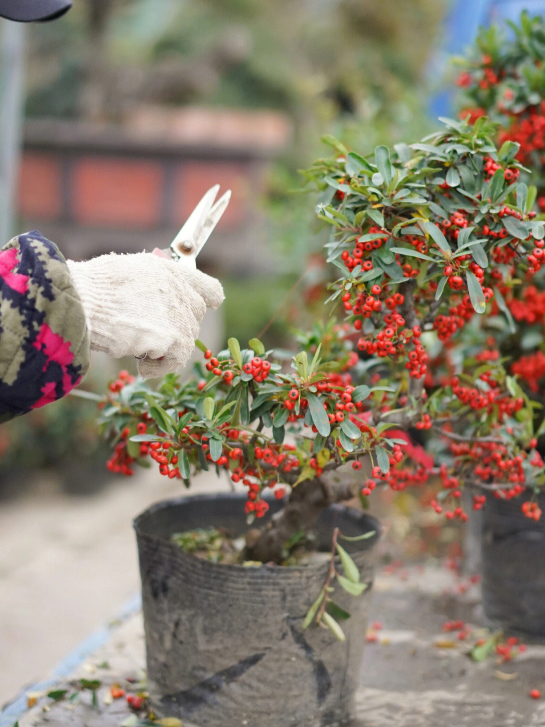 红红火火年宵花火棘植物图鉴