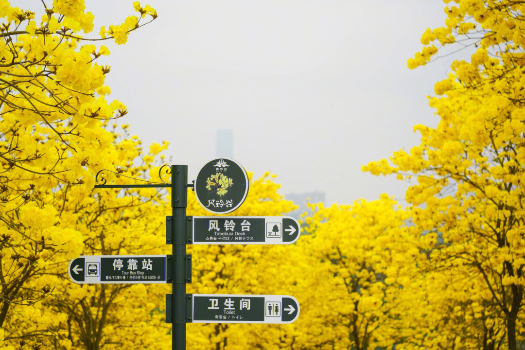 黄花风铃简笔画图片