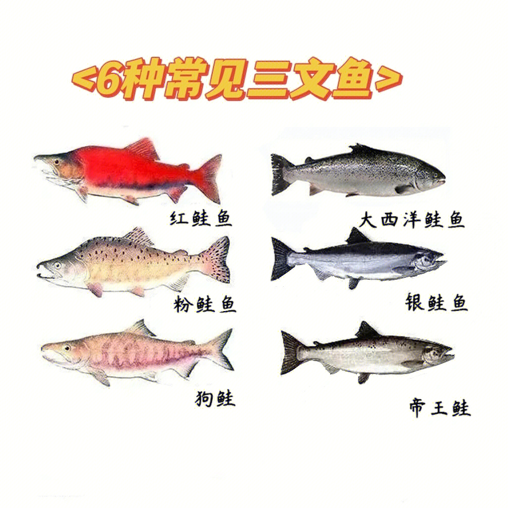 一图看懂三文鱼种类你吃过几种