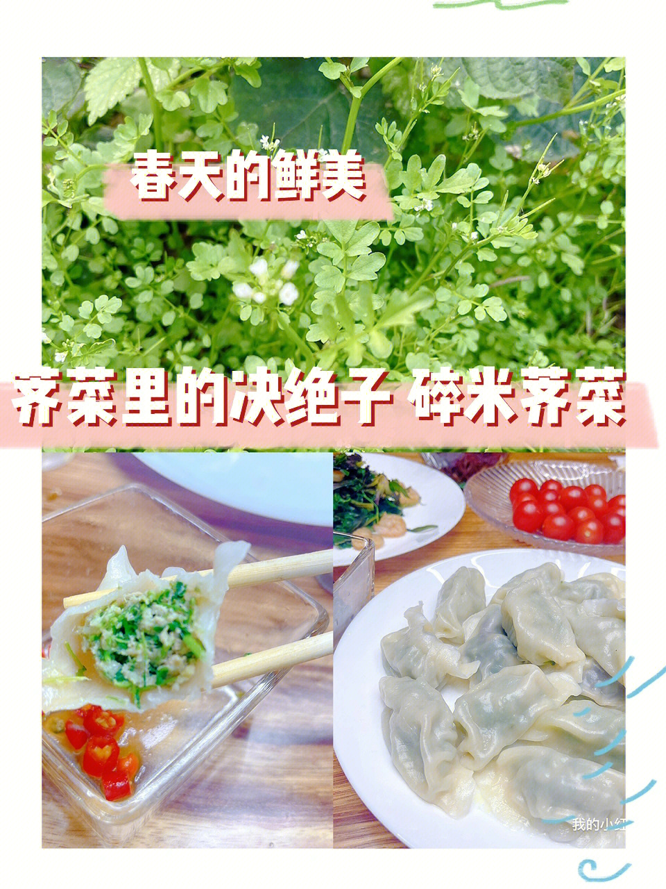 伏水碎米荠图片