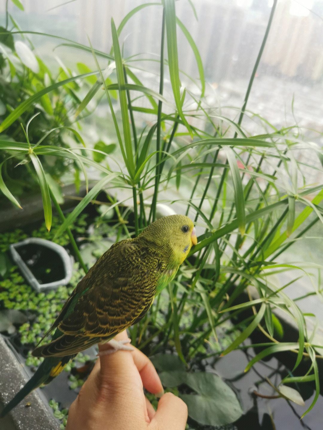 虎皮鹦鹉可太喜欢啃水竹草叶子了