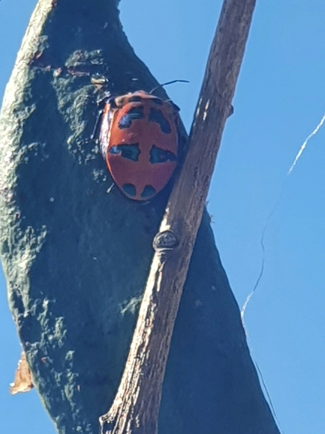 很高兴认识你 棉花斑色蝽 cotton harlequin bug