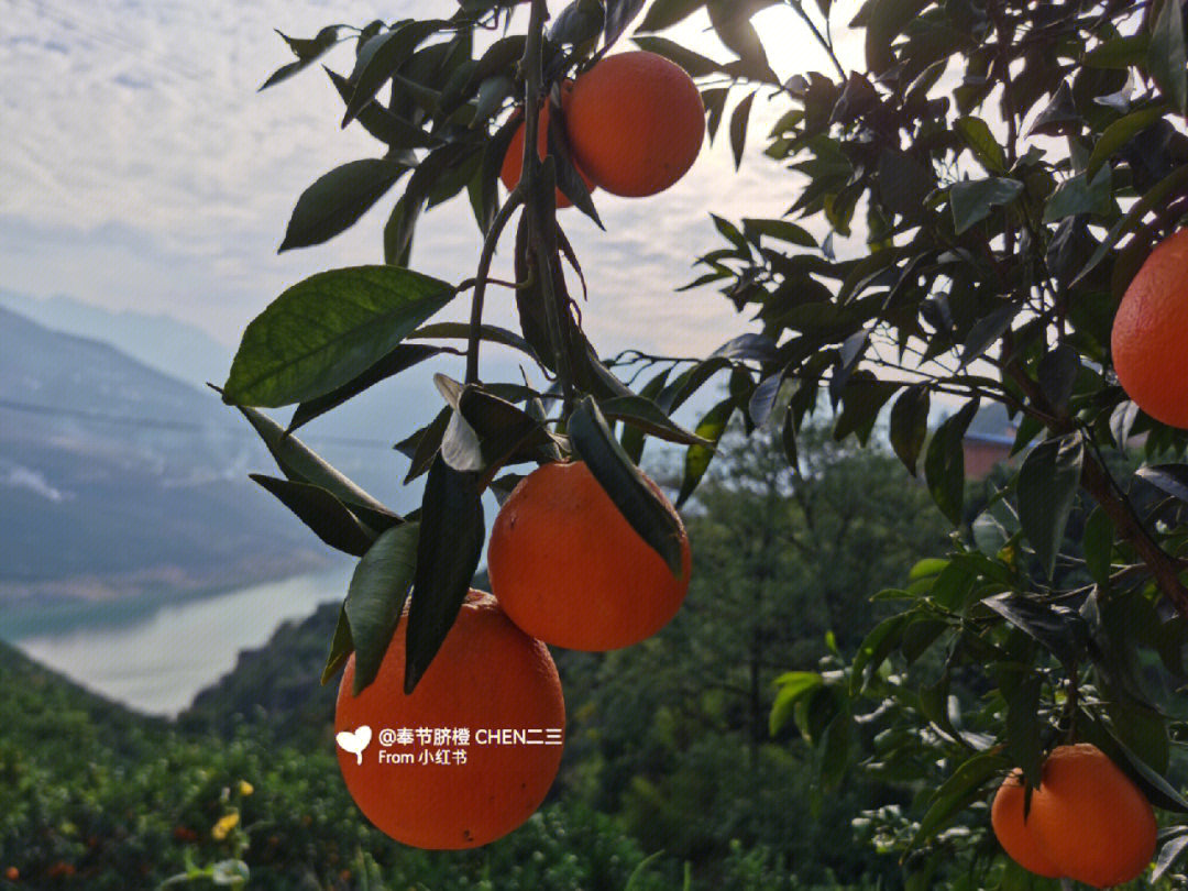 奉节脐橙生长过程图片