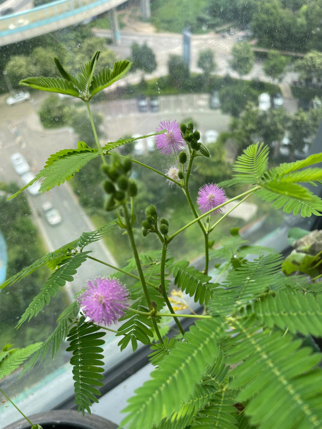 购物惊喜含羞草开花啦