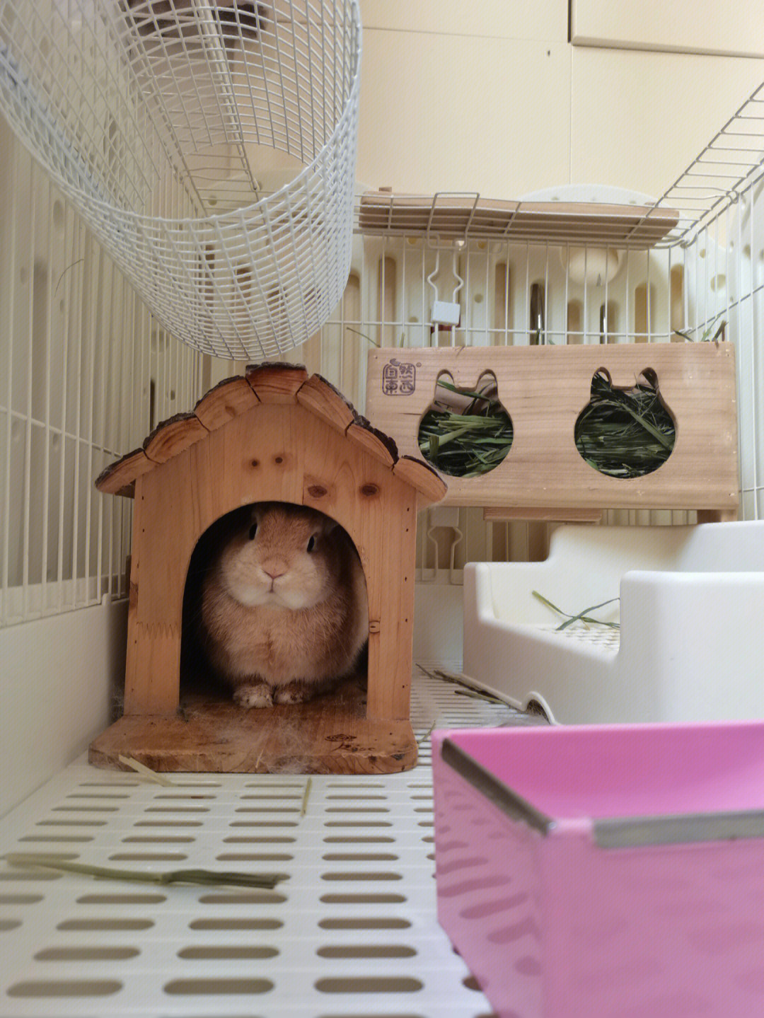 小兔子也喜欢小木屋