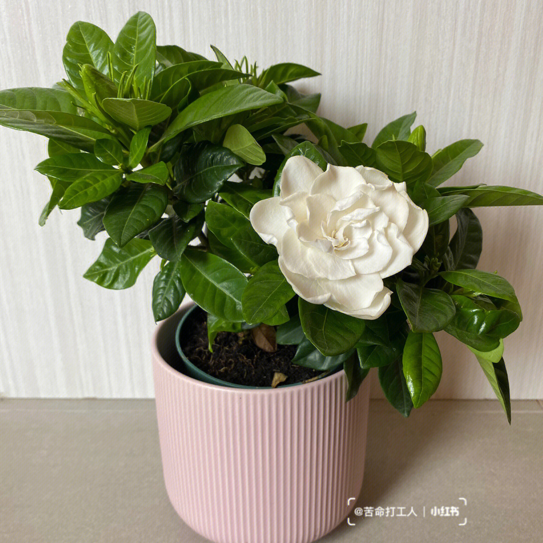 栀子花gardenia