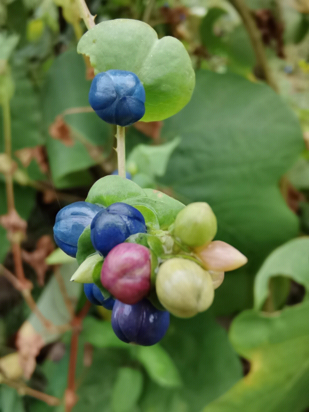 杠板归 痔疮图片