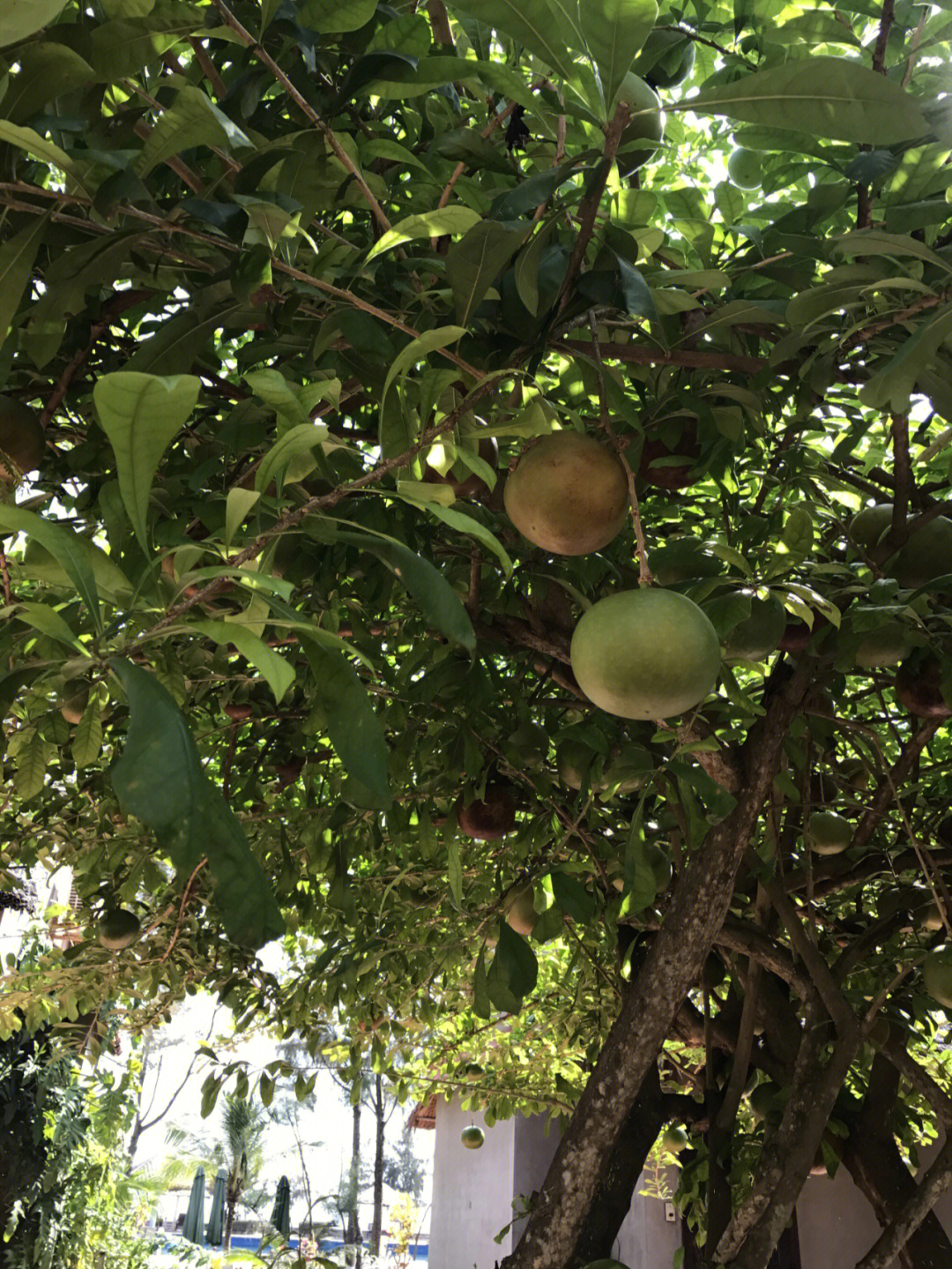 越南旅游  在路边看到一个疑似柚子的水果,刚好树下掉了一只,马上去