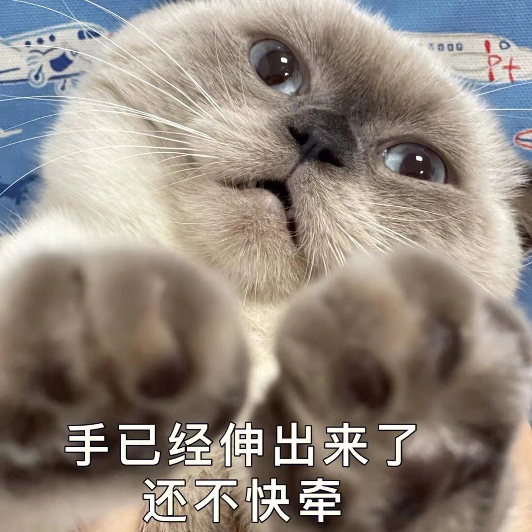 猫加上人手表情包图片