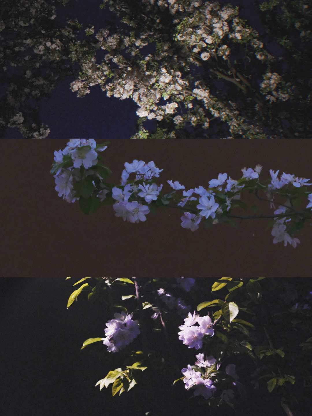 凌晨三点海棠花未眠图片