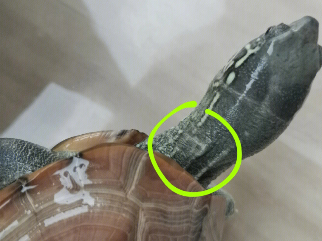 乌龟脖子上乳白色薄膜图片