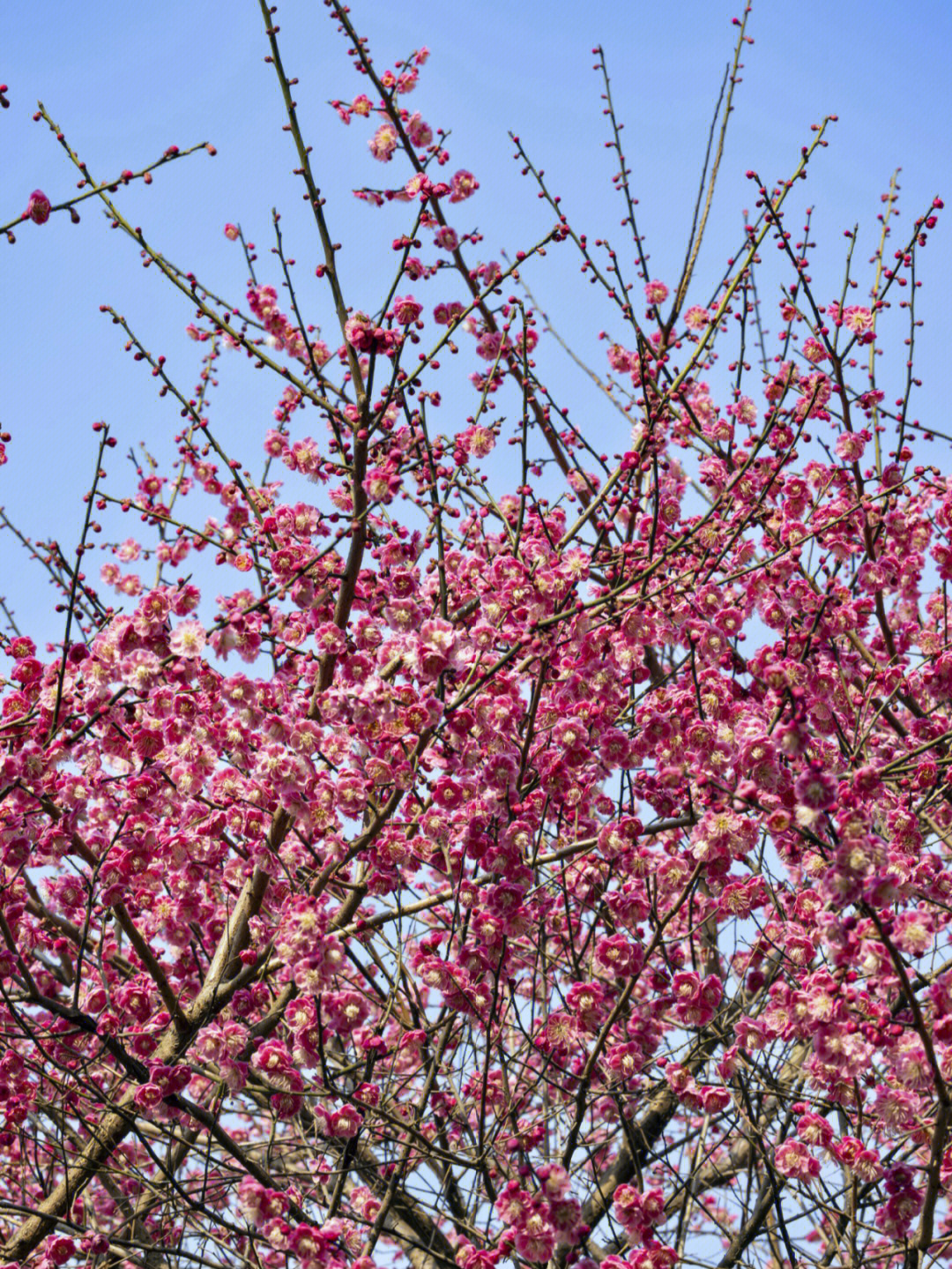 高清梅花图