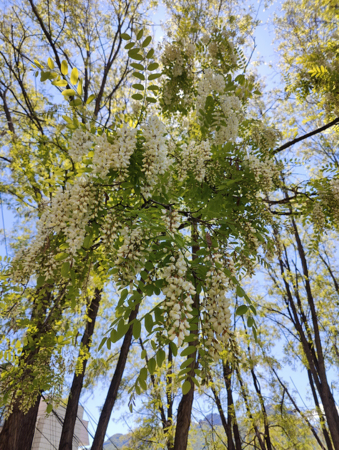 槐花开了