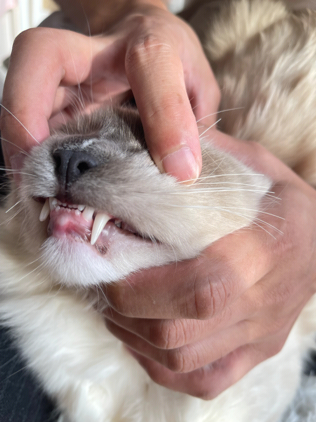 大肥猫不知道为啥牙齿断了