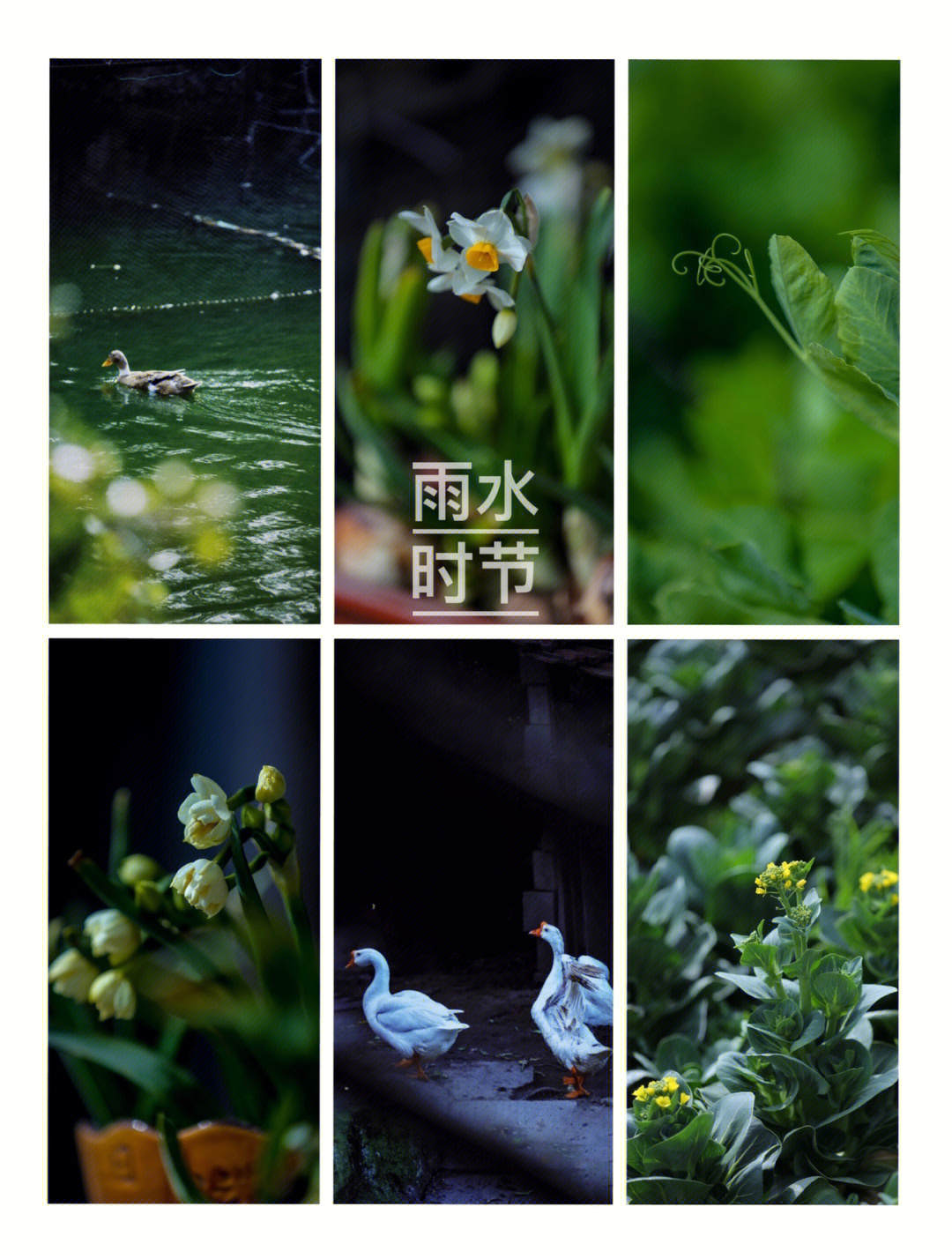 二十四个节气之雨水(二 拍拍春天94雨水时点:2022年雨水是2月19日