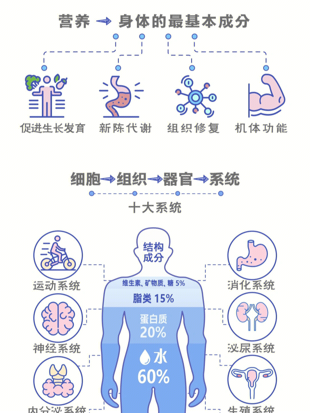 人体营养的转化过程图片