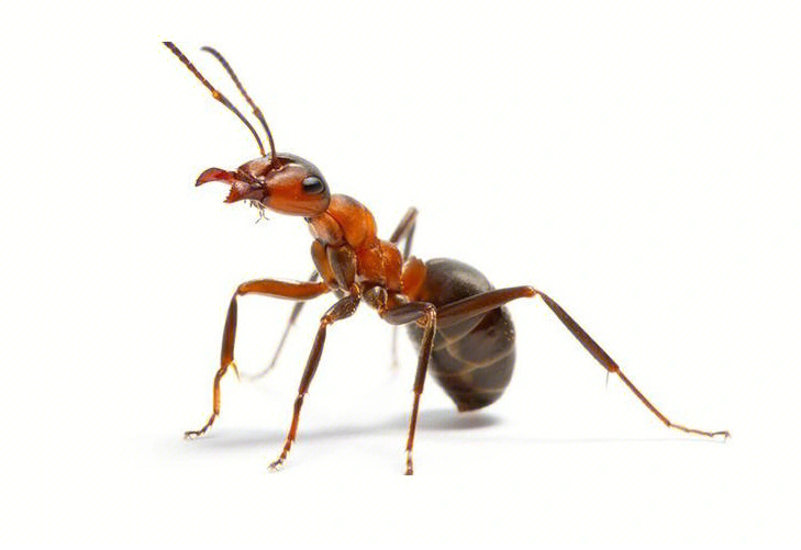 蚂蚁药灭死蚂蚁的原理是什么