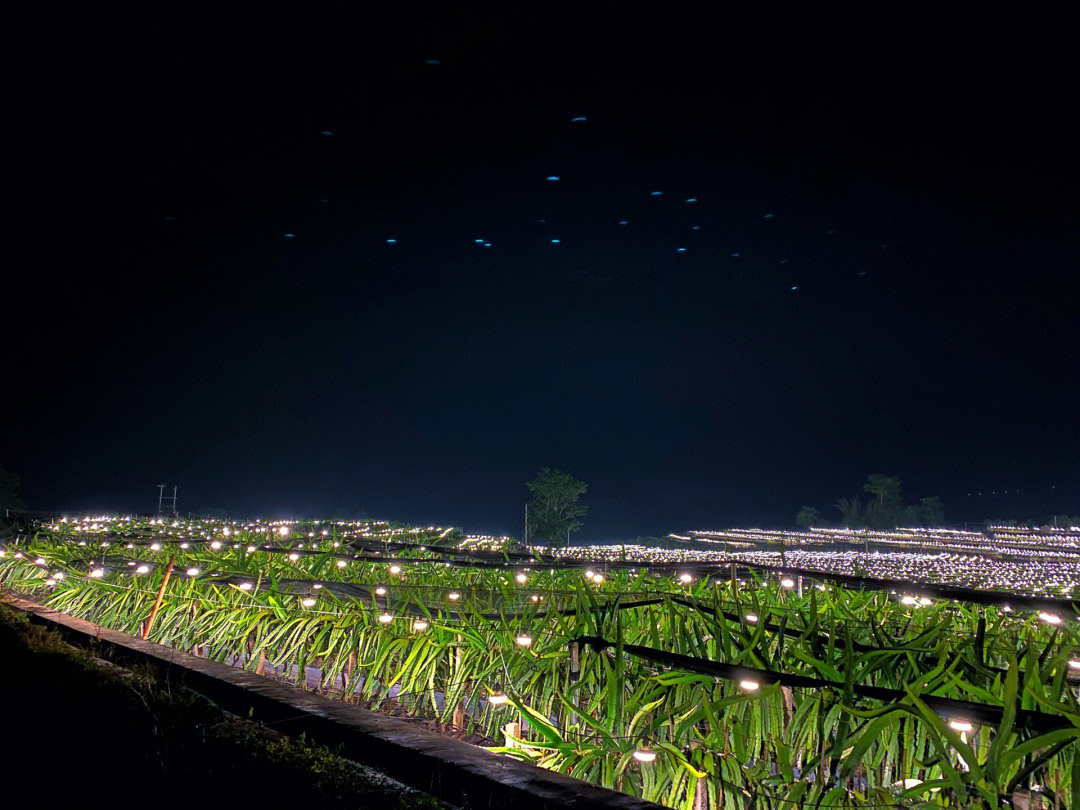 高黎贡山下的火龙果基地夜色治愈