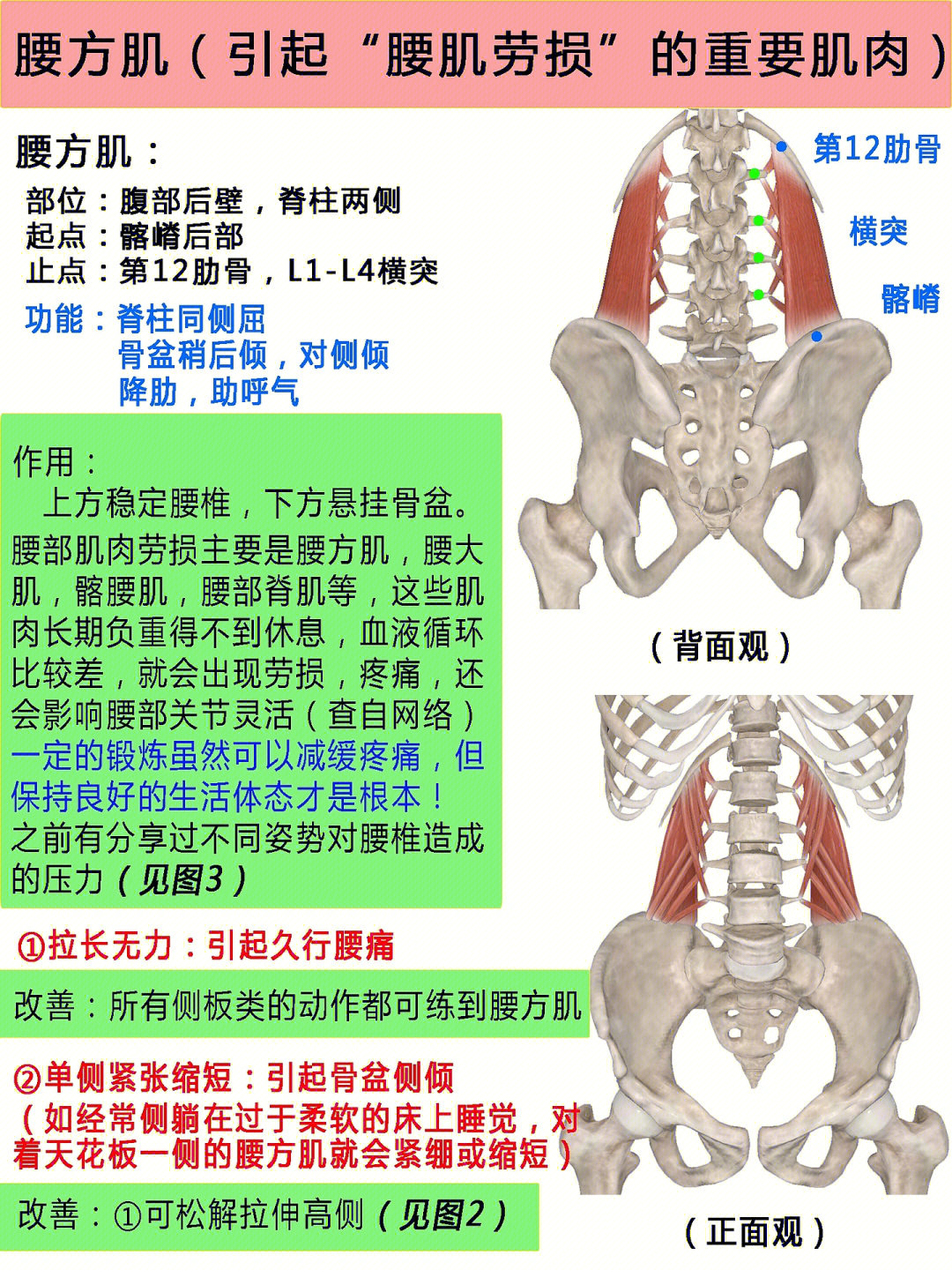 解剖腰方肌引起腰肌劳损的60重要肌肉