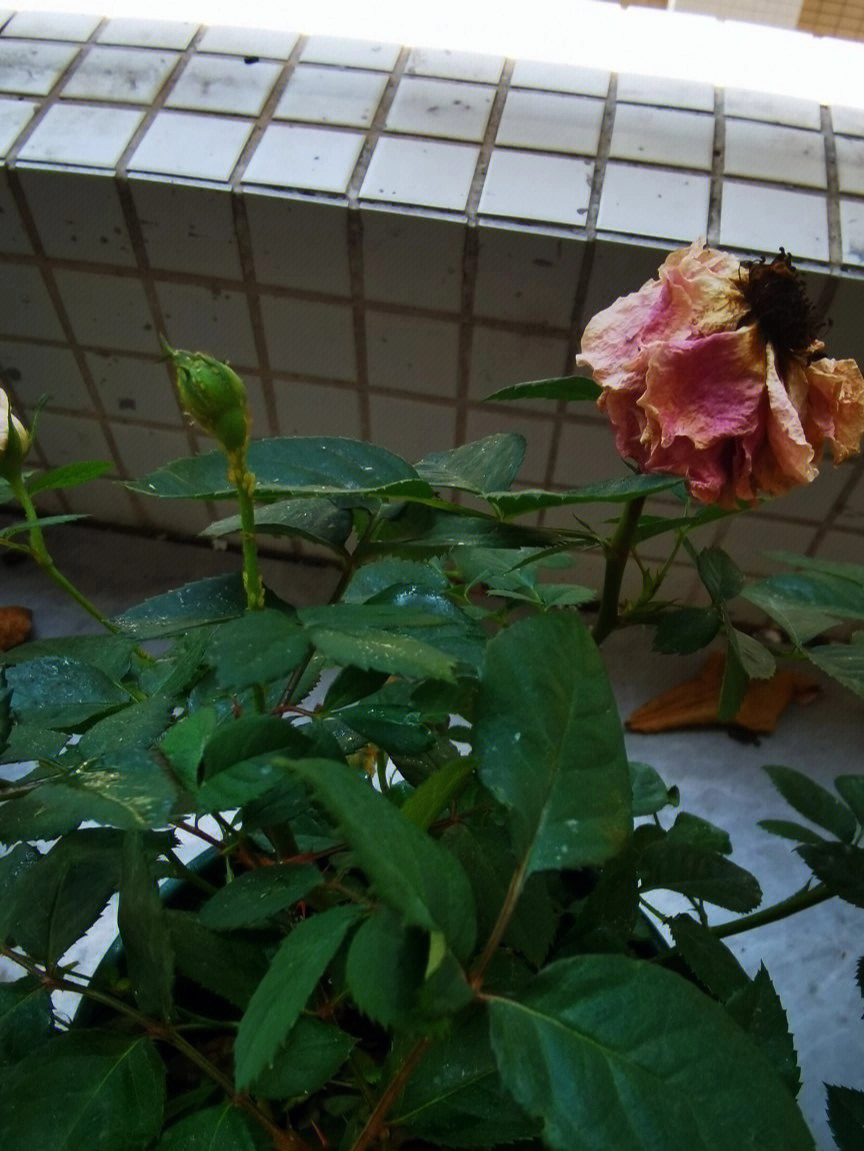 三四天前发现花都蔫了,我就每天浇水,昨天还发现一个花骨朵上面有一些