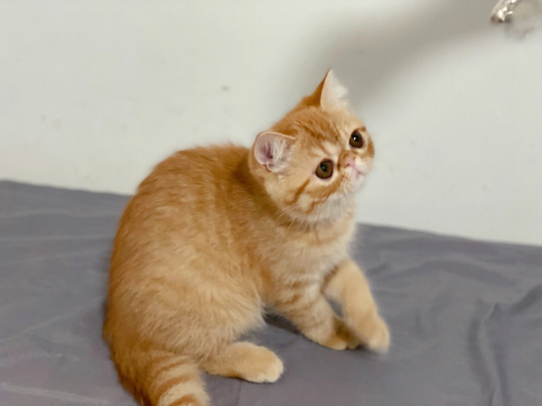 红虎斑加菲猫配色表图片