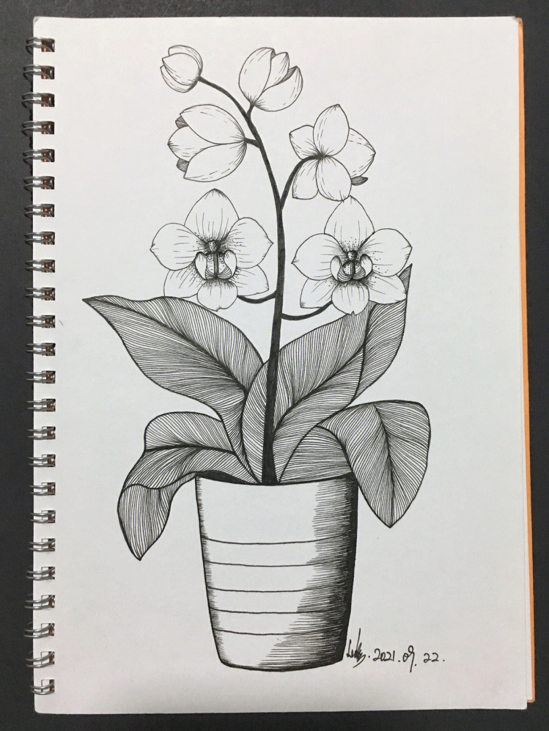 用线描的方法画植物图片