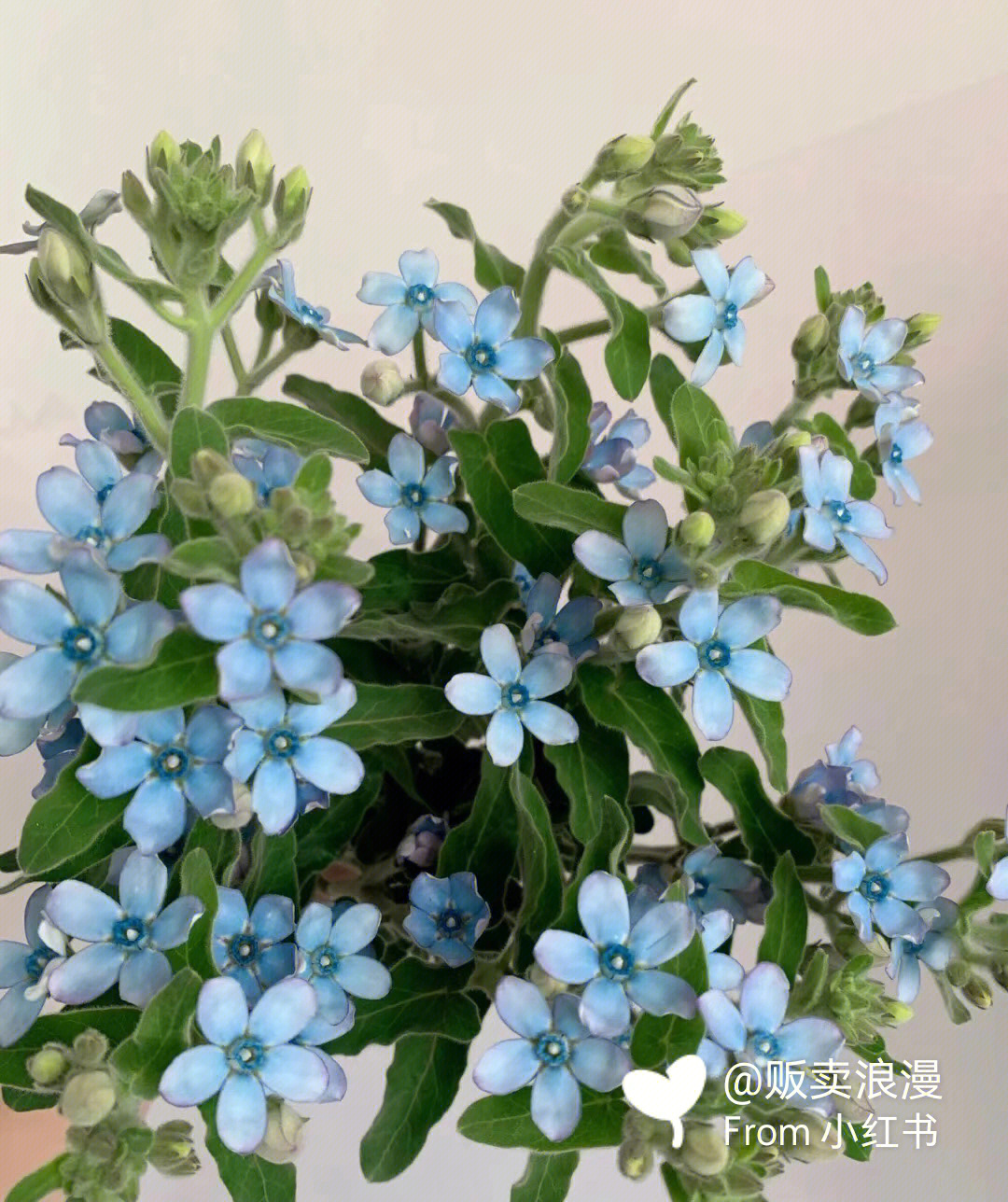 蓝晶花花语图片