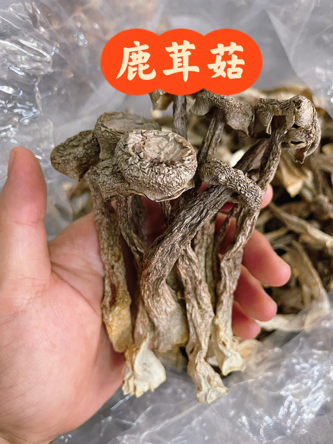 鹿茸菇冬瓜排骨汤图片