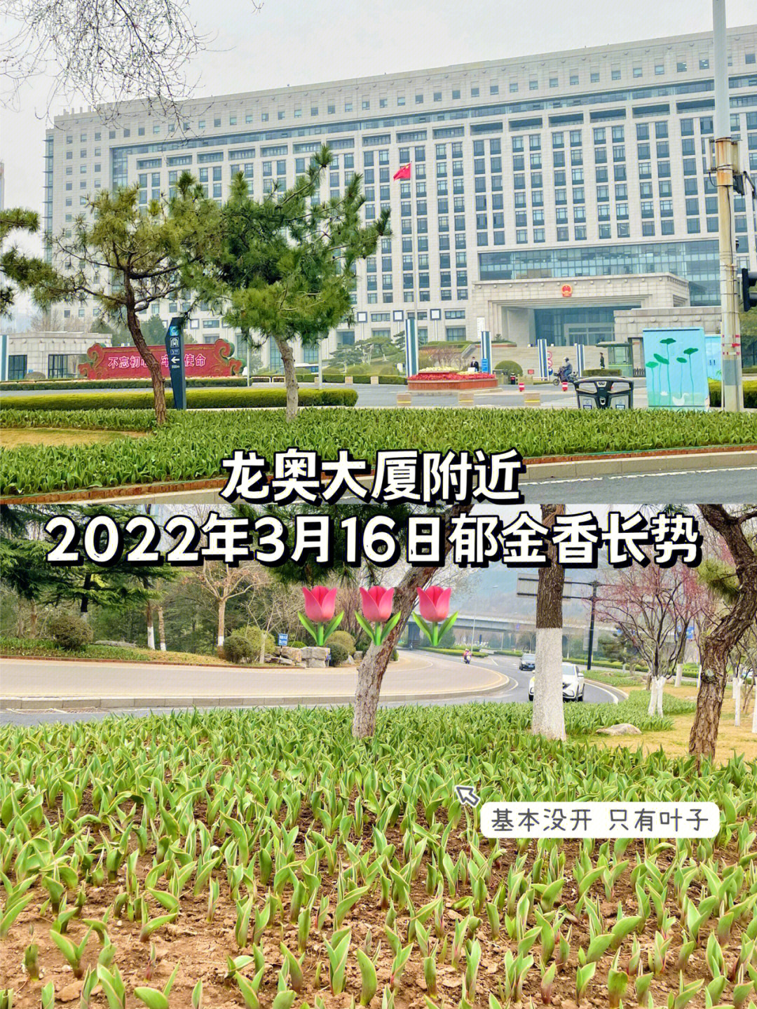 济南龙奥大厦附近郁金香长势2022316