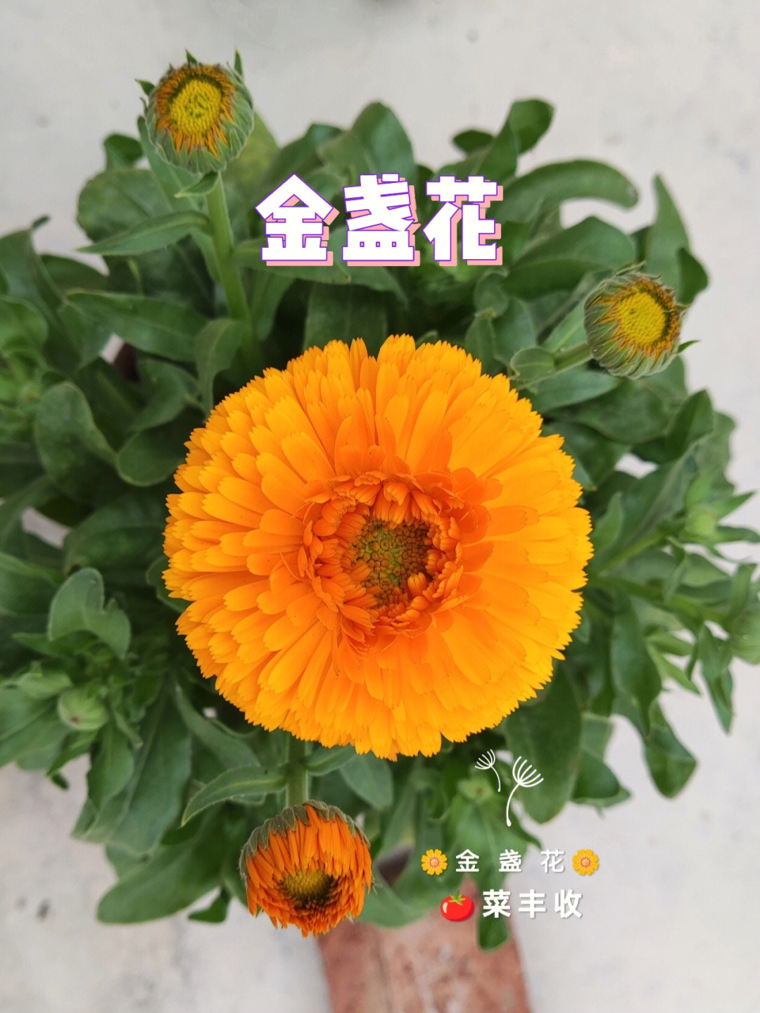 金盏花广东秋播太合适了花开不断到5月