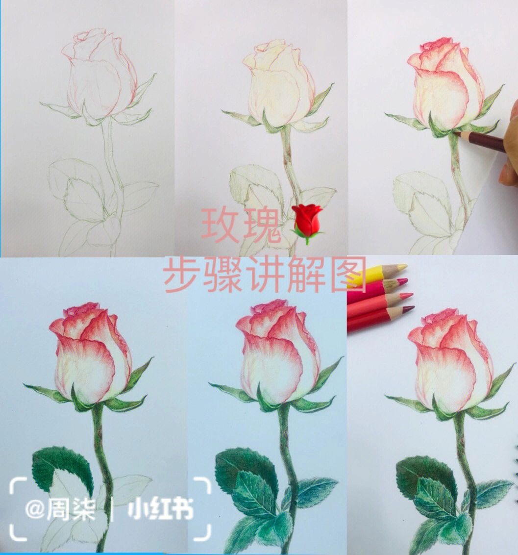 各种花朵彩铅画步骤图图片
