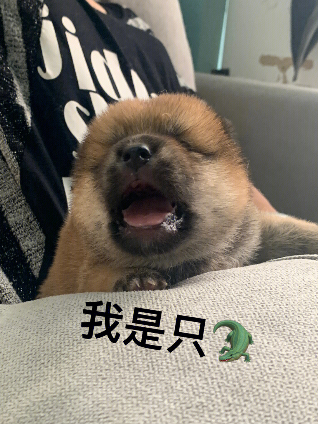 奉献柴犬小奶狗表情包