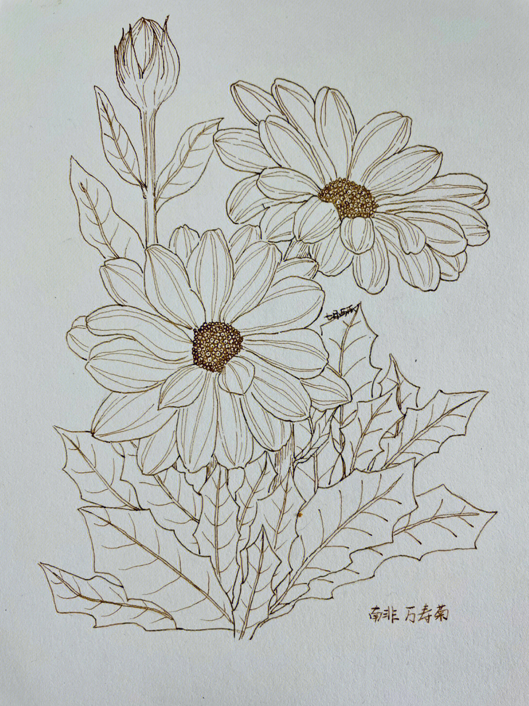 《自在飞花100种唯美手绘花卉线描技法》夏-南非万寿菊.