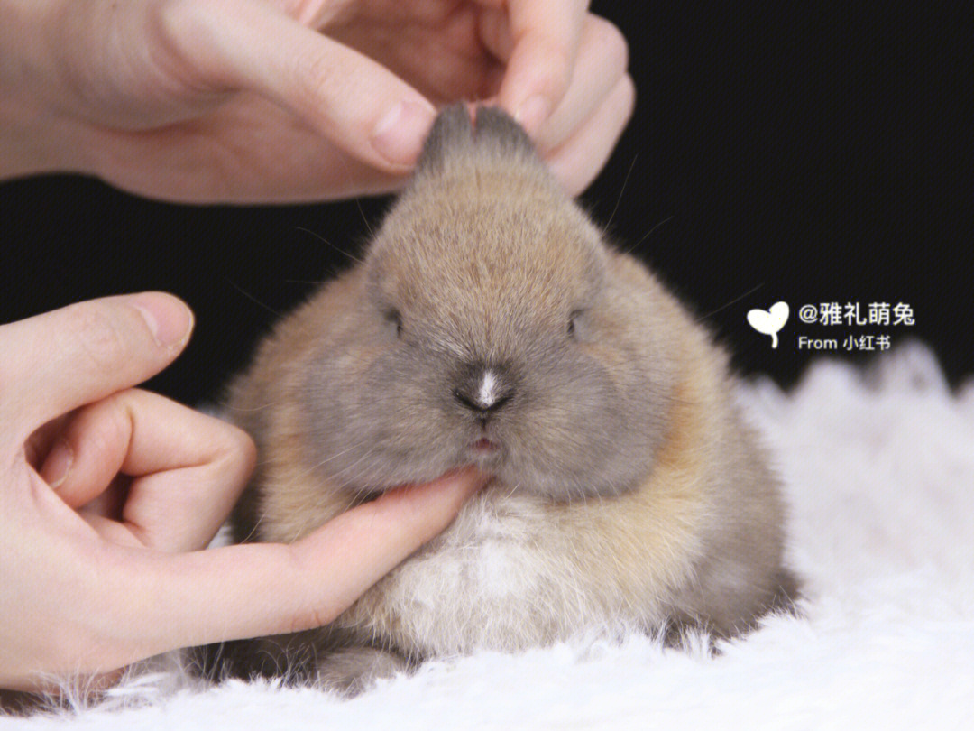 荷兰侏儒兔寿命图片