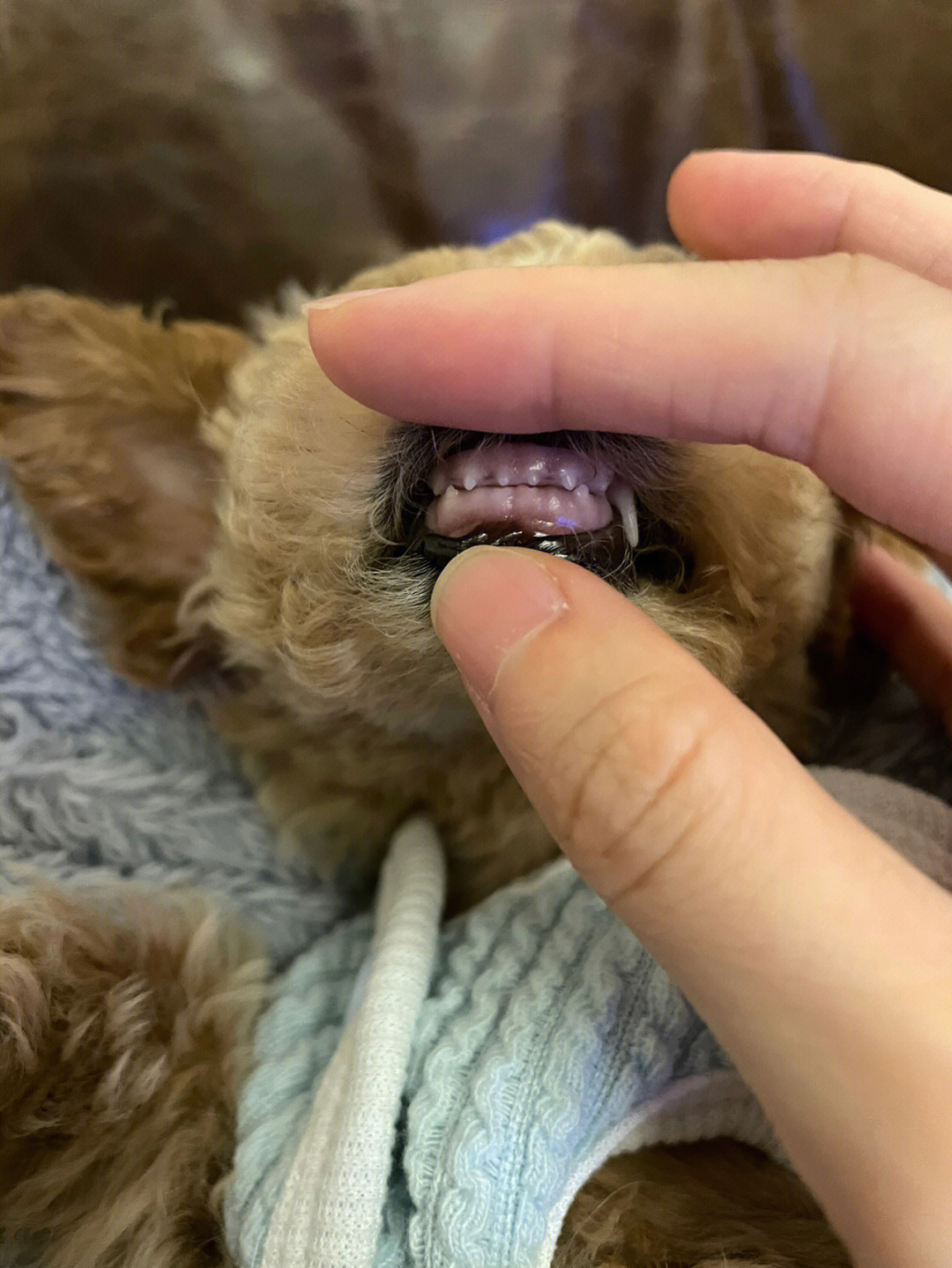 狗狗乳门齿图片图片