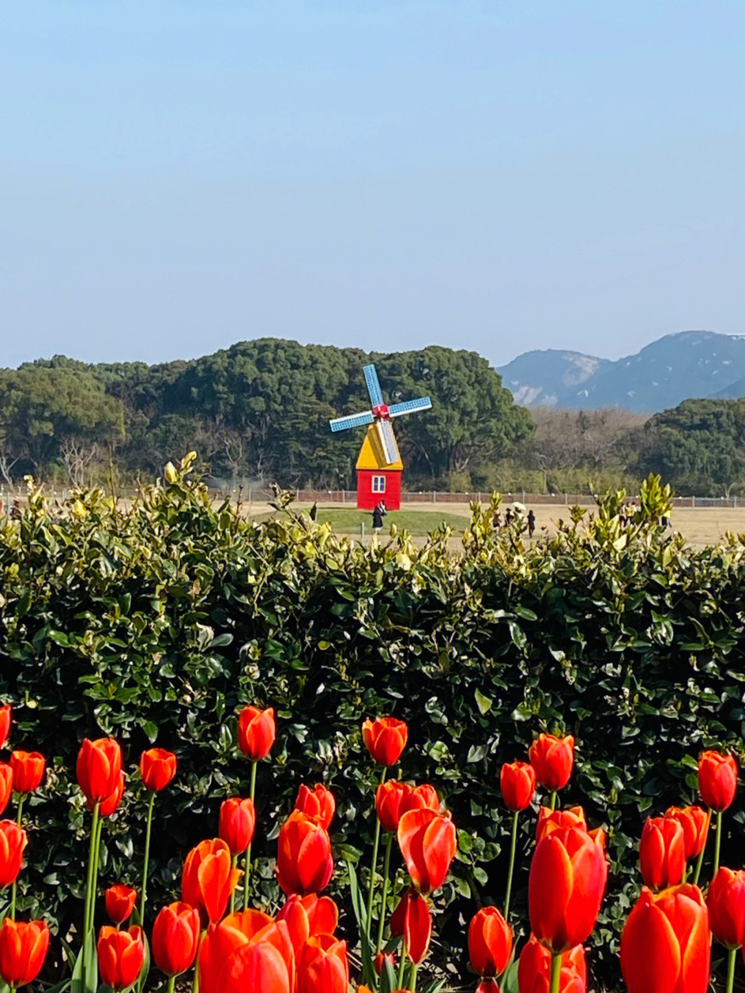 特兴四季花海门票图片