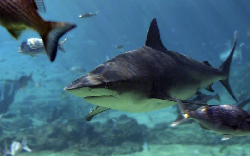 公牛鲨,学名低鳍真鲨 ,又称白真鲨或公牛白眼鲛,因壮硕如牛的身型,阔