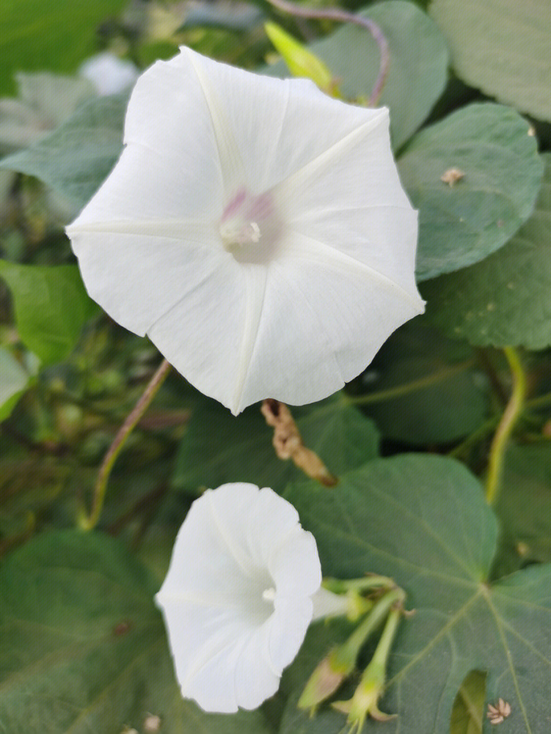 白色喇叭状的花图片