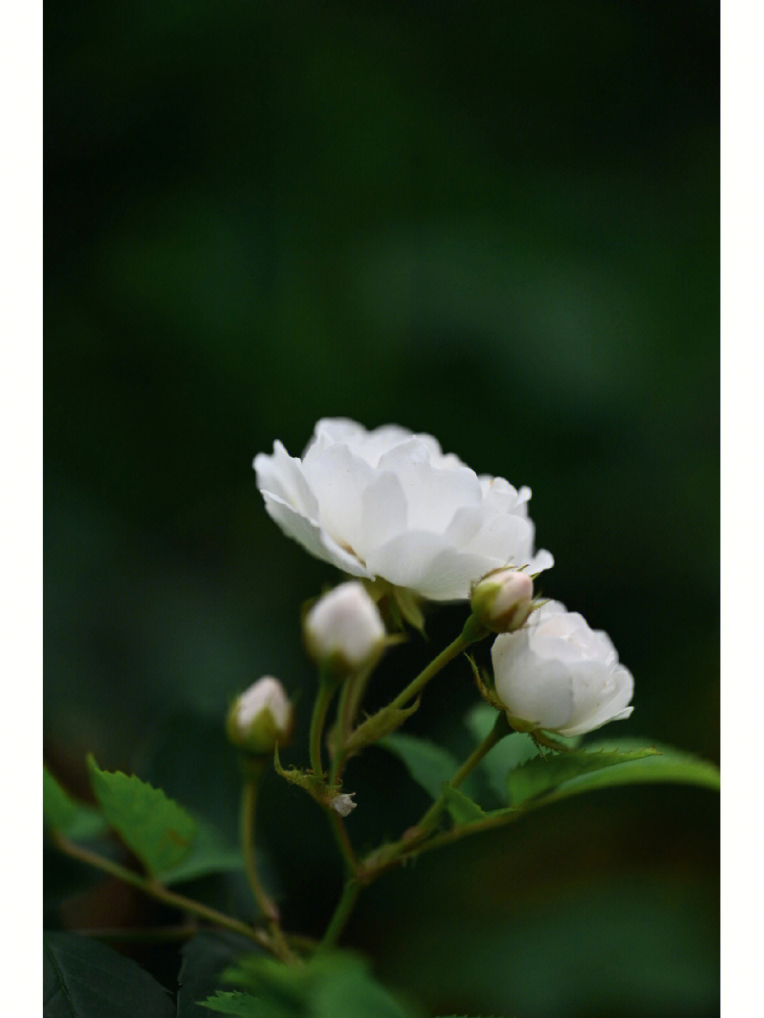 白玉堂花简介图片