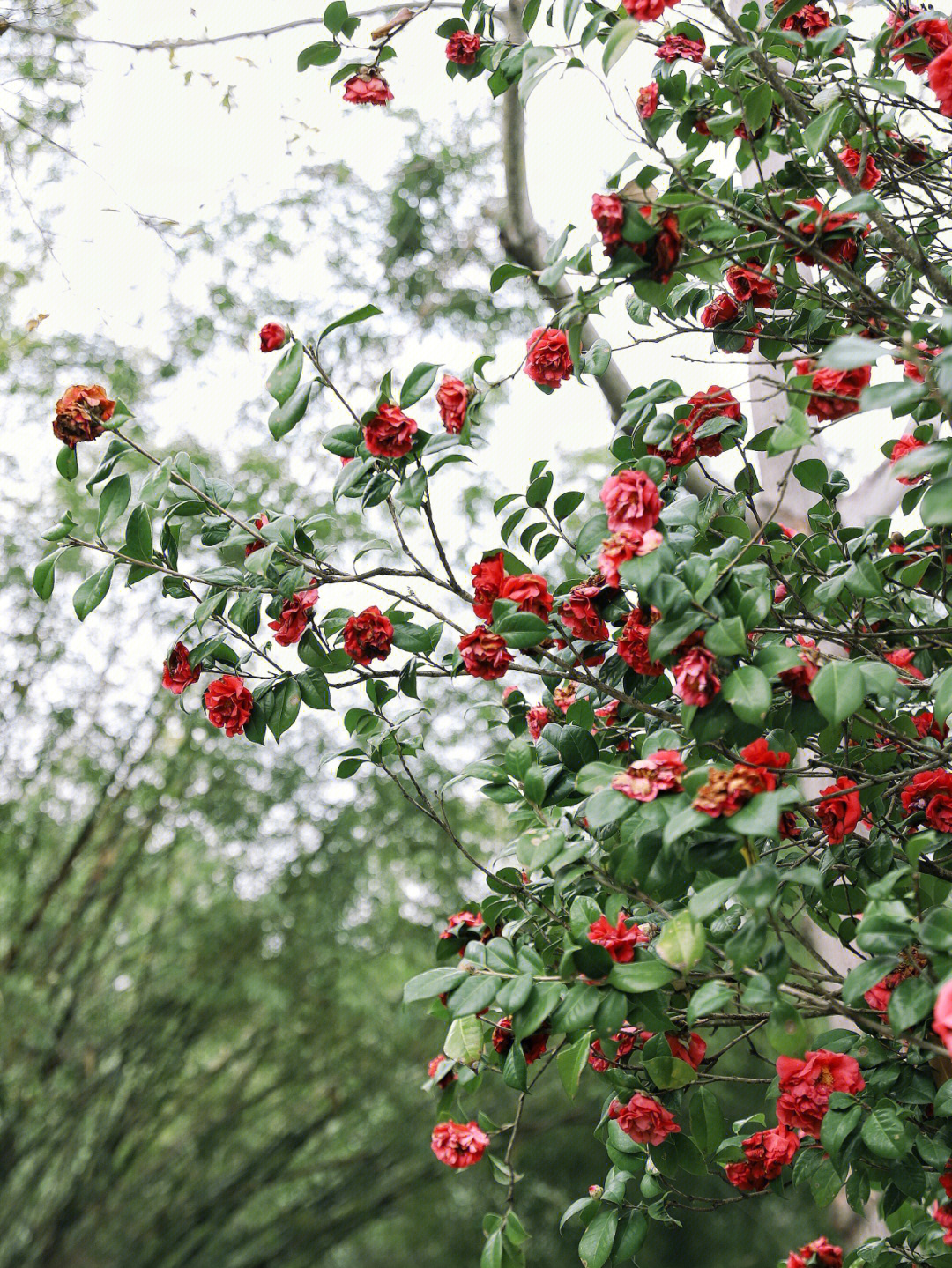 公园里的红茶花开的炙热而深沉大红大绿