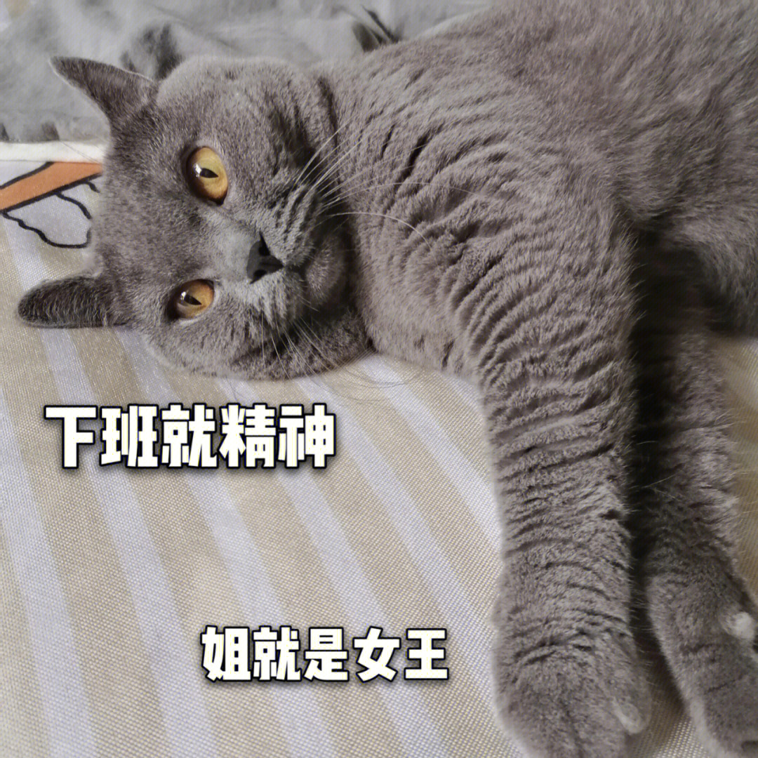 六腿蓝猫表情包图片