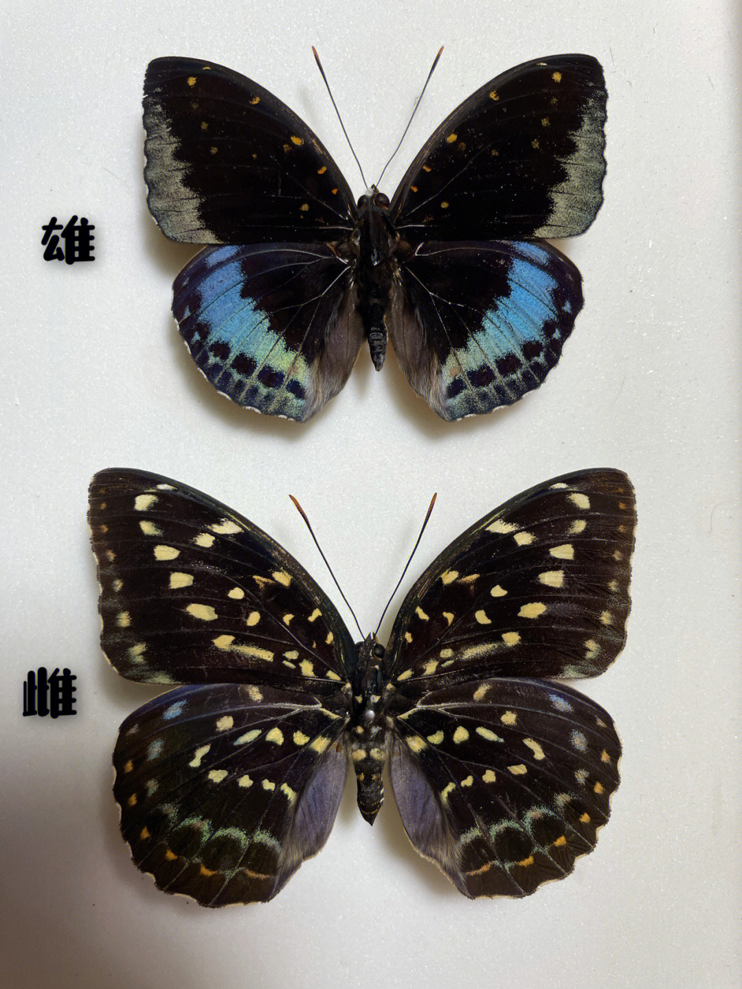 小紫蛱蝶图片