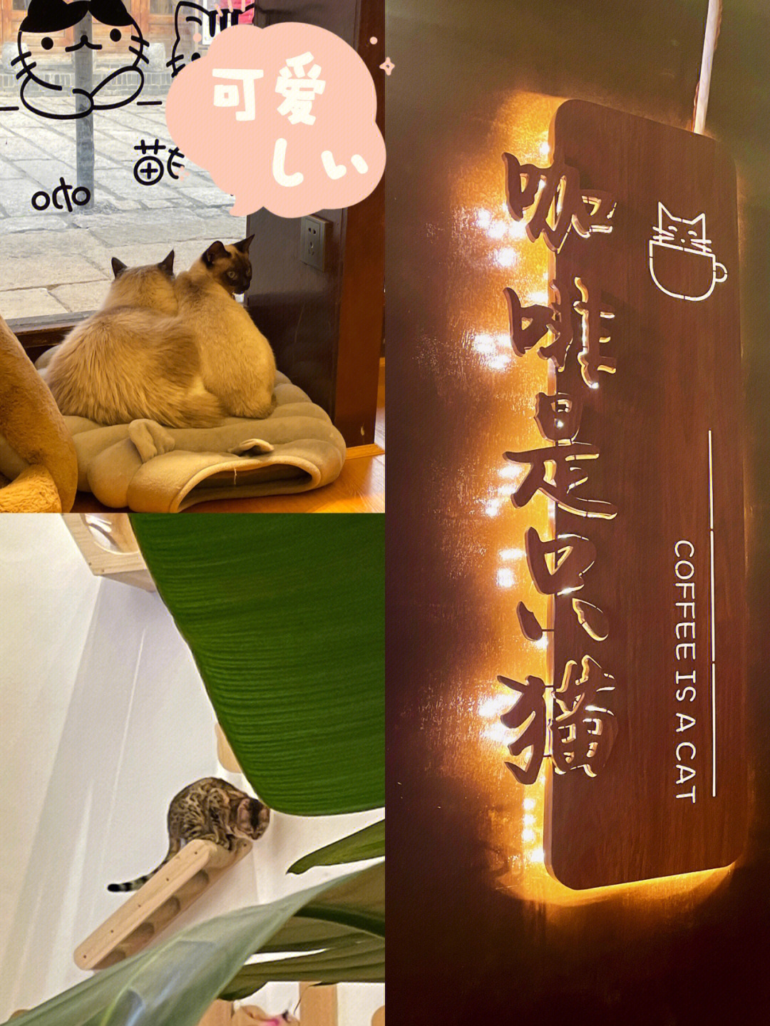 常德探店咖啡是只猫