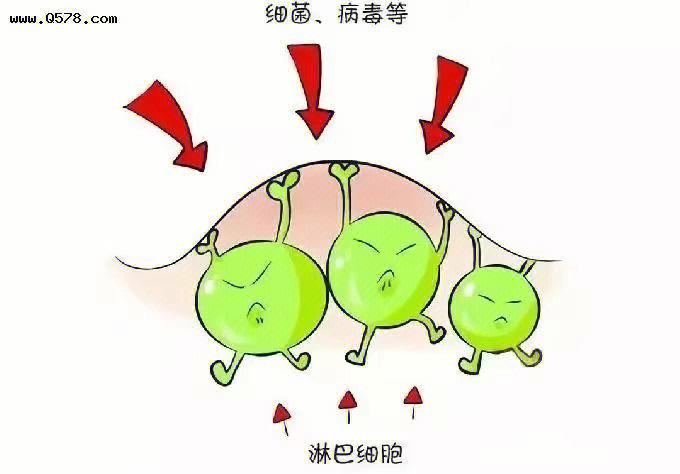 我们人体三大重要淋巴结部位