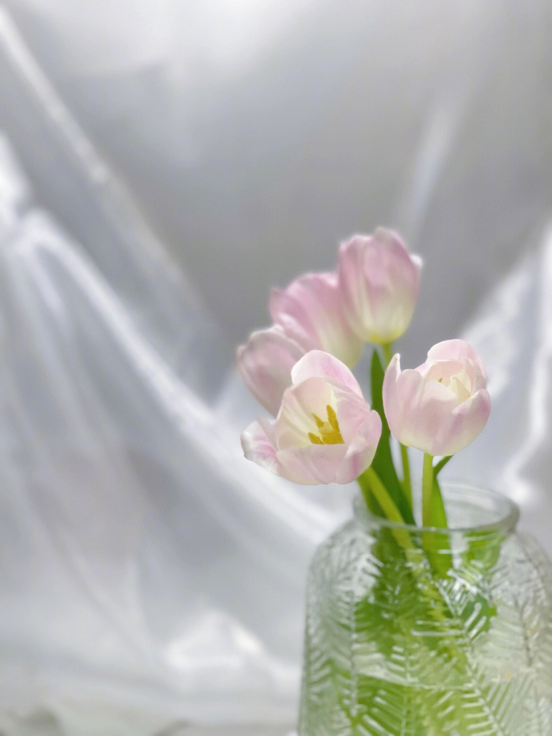 命运女神郁金香花语图片