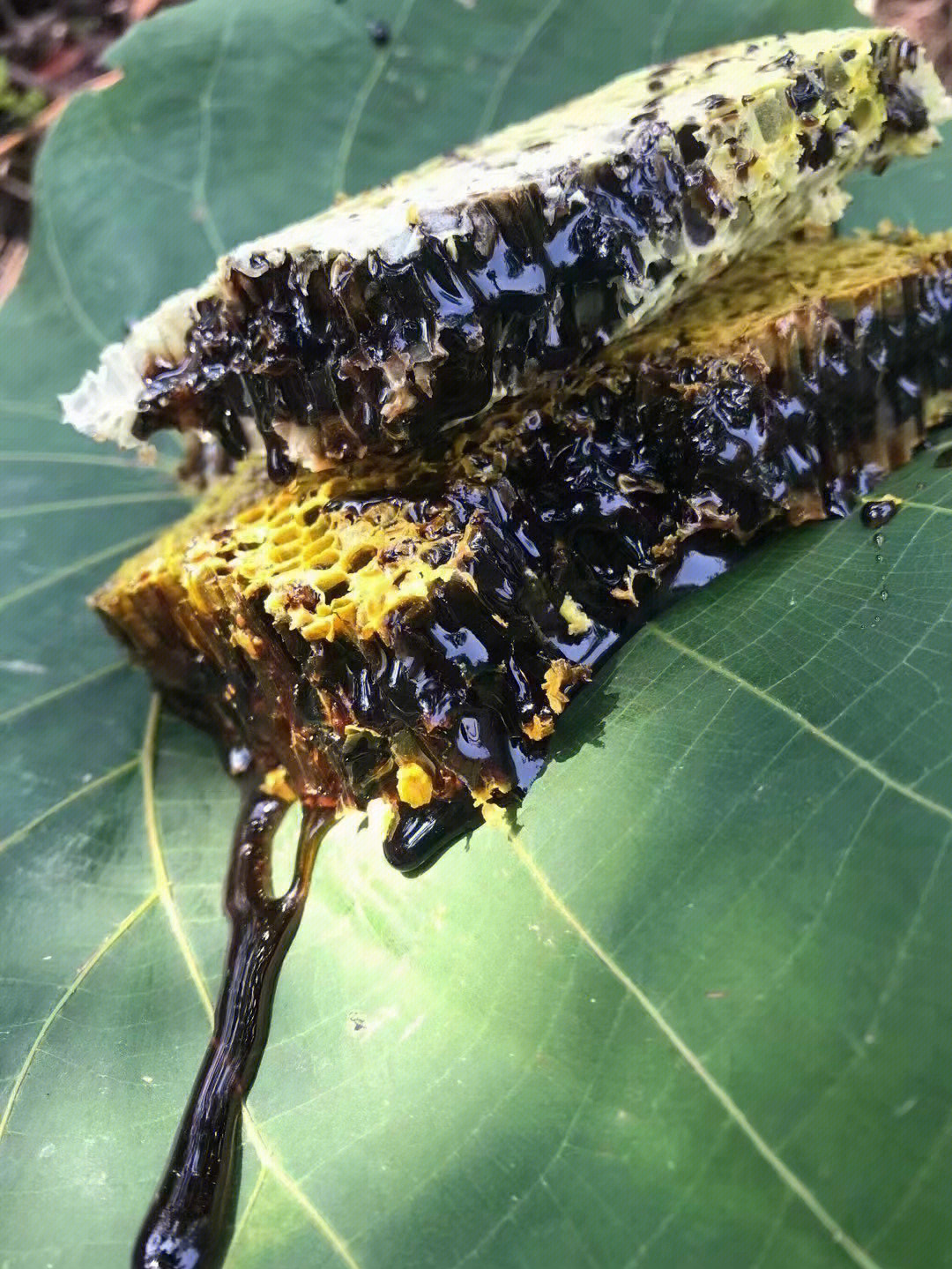 野生黑蜂蜜药用价值相当高具有镇静安神