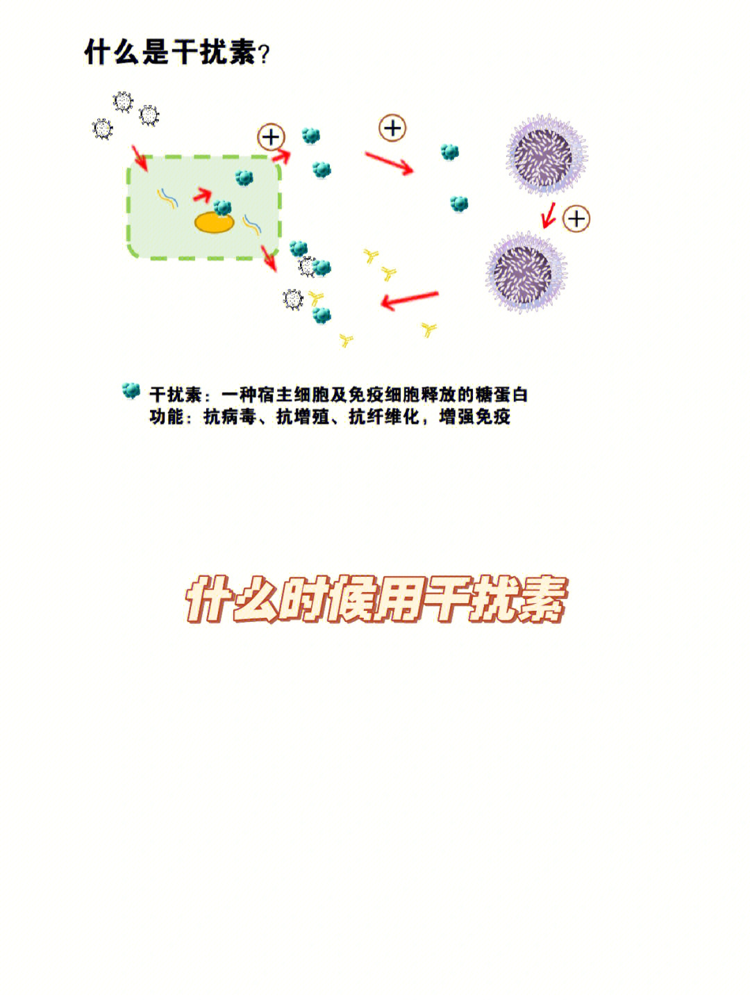 干扰素分类图片